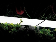 Светодиодная лента SWG PRO 00-00013283 цвет белый