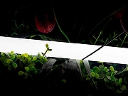 Светодиодная лента SWG PRO 00-00013284 цвет белый