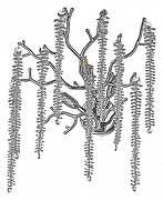 Накладной светильник Dio D’Arte Tavenna Tavenna H 2.40.100 N цвет плафона/подвески Прозрачный, цвет арматуры Никель