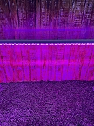 Светильник для растений Uniel ULI-P21 UL-00008921 цвет плафона/подвески Прозрачный, цвет арматуры Белый-7