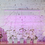 Светильник для растений Uniel ULI-P21 UL-00008921 цвет плафона/подвески Прозрачный, цвет арматуры Белый-15