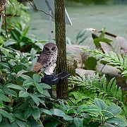 Птица световая Uniel BROWN OWL UL-00011605 цвет Коричневый-8