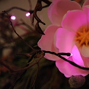 Гирлянда Нить Uniel ULD-S1000 UL-00008406 длина 10000 мм-4