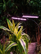 Наземный прожектор для растений Uniel ULT-P32 UL-00008906 цвет плафона/подвески Черный, цвет арматуры Черный-10