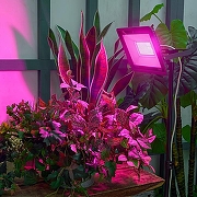 Настенно-потолочный прожектор для растений Uniel ULF-P42 UL-00010385 цвет плафона/подвески Черный, цвет арматуры Черный-9