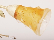 Люстра Abrasax 163 163PL6Y2-385 цвет плафона/подвески Коричневый, цвет арматуры Бежевый-2