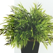 Душевой уголок ARAGUT Бетта-блэк 100х100 Щ0000067948 с поддоном профиль Черный матовый стекло прозрачное-6